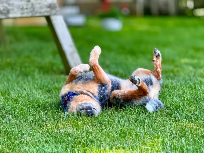 Pet Custody Battles: How Courts Are Protecting Our Furry Family Members