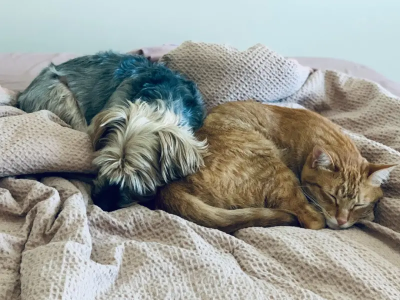 When Furry Friends Become the Fight: Navigating Pet Custody in Divorce