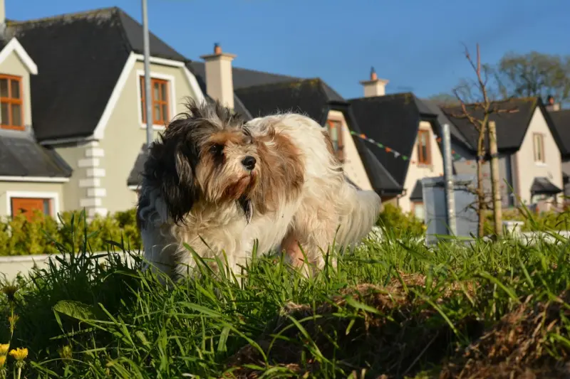 Why Pet Trusts Are the New Must‑Have in Estate Planning