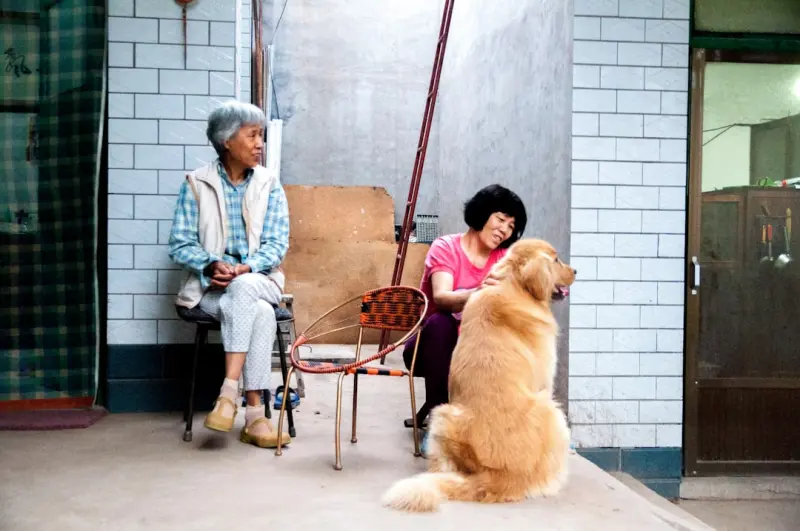 Pet Custody Battles: How Courts Treat Furry Family Members