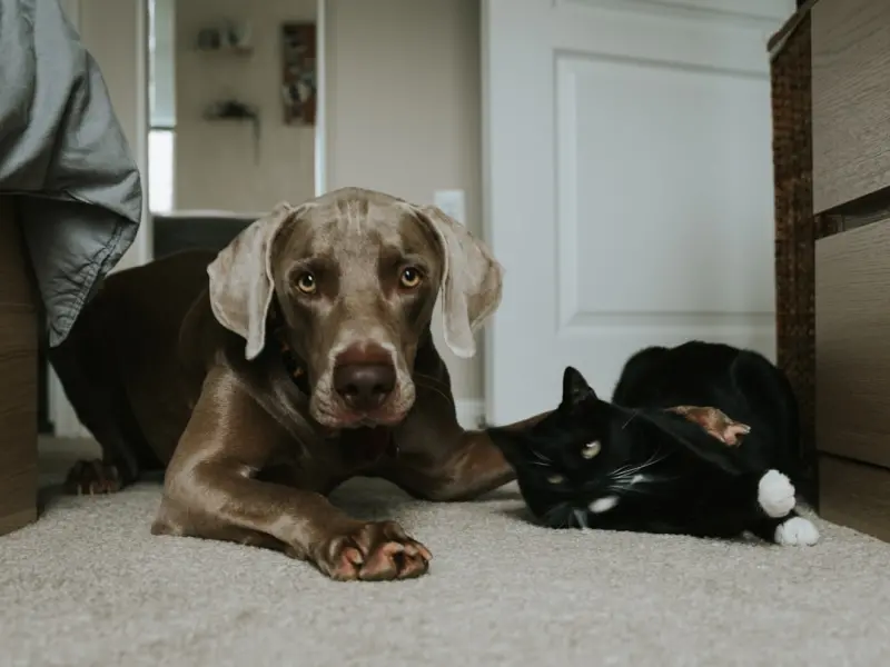 Pet Custody in Divorce: Navigating the New Frontier of Family Law