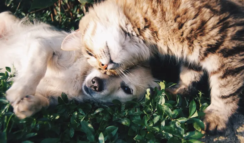 Pet Custody in Divorce: Protecting Your Furry Family Members Pet Custody in Divorce: Protecting Your Furry Family Members
